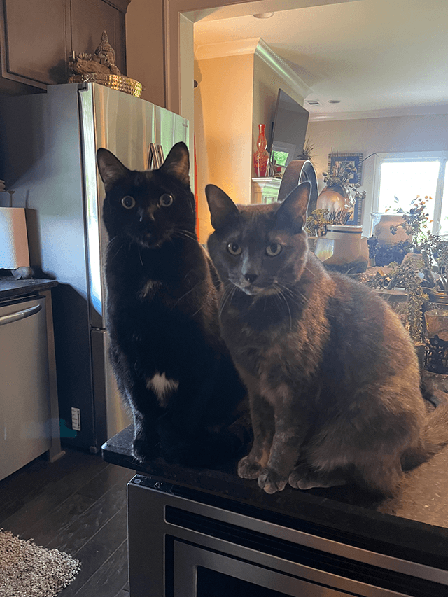 Two Cats on Counter