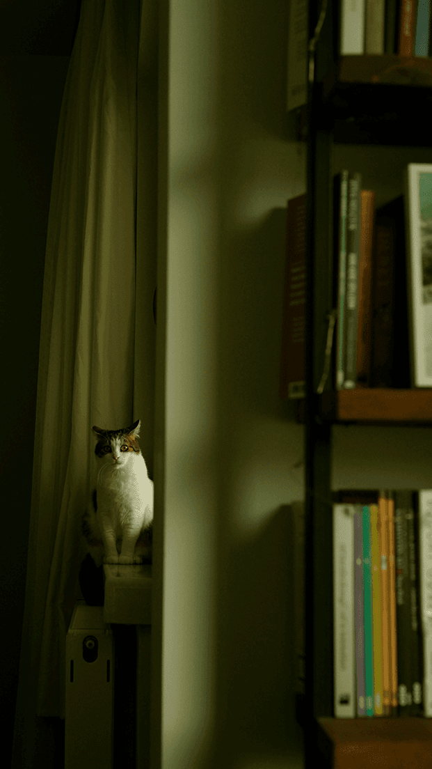 Cat Perched by Bookshelf