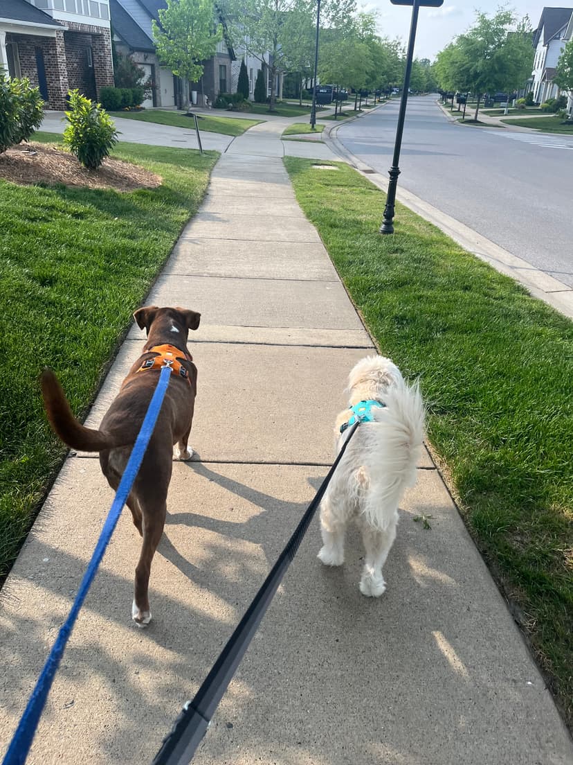 Two Dogs Walking