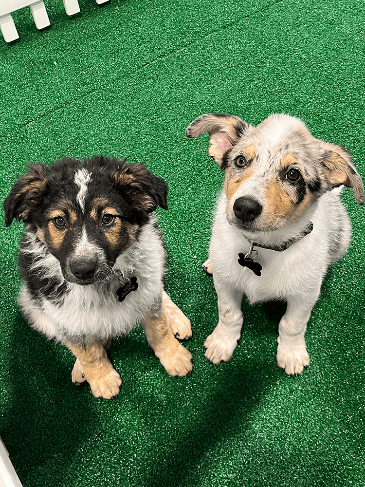 Two Dogs Looking at the Camera